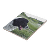 ブルガリアの牧羊犬 タイル (側面)