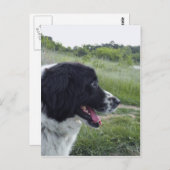 ブルガリアの牧羊犬 ポストカード (正面/裏面)