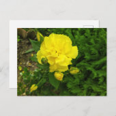 ブルガリアの黄色いバラ ポストカード (正面/裏面)