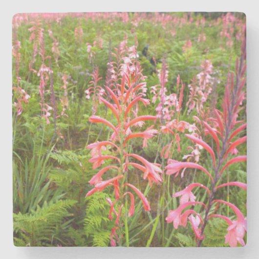 ブルガリーリリー (ワトソニア) 花, 東ケープ州 ストーンコースター (正面)