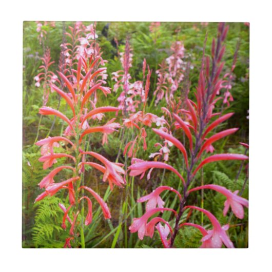 ブルガリーリリー (ワトソニア) 花, 東ケープ州 タイル (正面)
