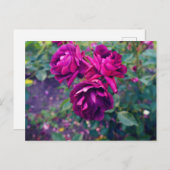 ブルガンディアイスバーグバラ#3ポストカード ポストカード (正面/裏面)