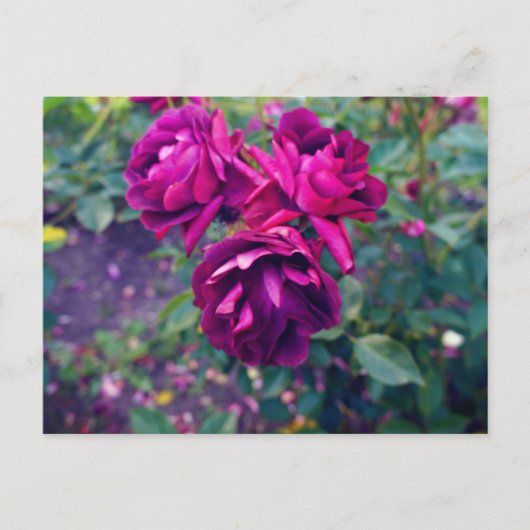 ブルガンディアイスバーグバラ#3ポストカード ポストカード (正面)