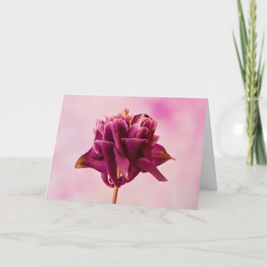 ブルガンディピンクオダマキ（植物） カード (正面)