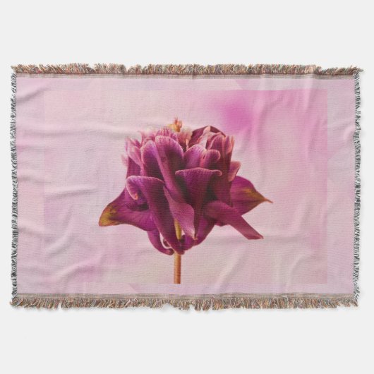 ブルガンディピンクオダマキ（植物） スローブランケット (正面)