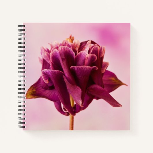 ブルガンディピンクオダマキ（植物） ノートブック (正面)