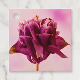 ブルガンディピンクオダマキ（植物） フェイバータグ