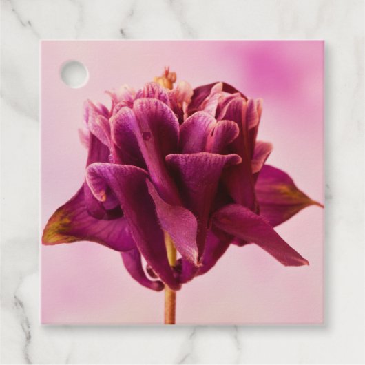 ブルガンディピンクオダマキ（植物） フェイバータグ (正面)