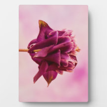 ブルガンディピンクオダマキ（植物）