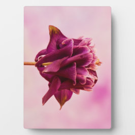 ブルガンディピンクオダマキ（植物） フォトプラーク