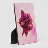 ブルガンディピンクオダマキ（植物） フォトプラーク (側面)