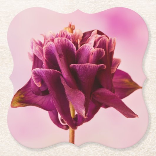 ブルガンディピンクオダマキ（植物） ペーパーコースター (正面)