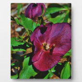 ブルガンディピンクレンテンバラ フォトプラーク (正面)