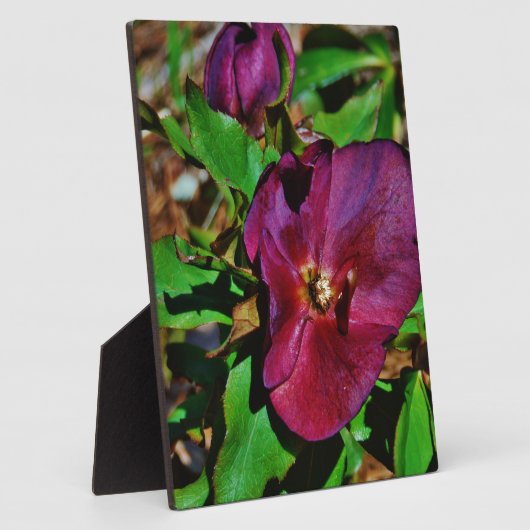 ブルガンディピンクレンテンバラ フォトプラーク (側面)