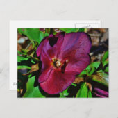 ブルガンディピンクレンテンバラ ポストカード (正面/裏面)