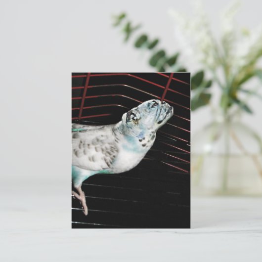 ブルギー ポストカード (スタンド正面)