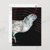 ブルギー ポストカード (正面/裏面)