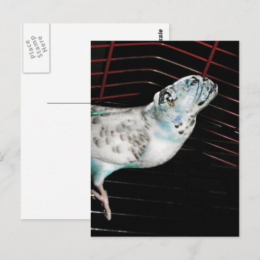 ブルギー ポストカード (正面/裏面)