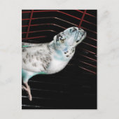 ブルギー ポストカード (正面)