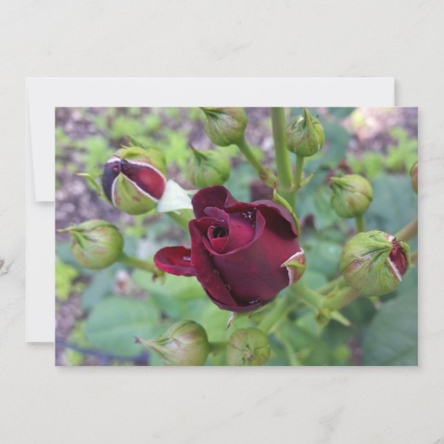 ブルゴーニュバラアフター雨 (正面)