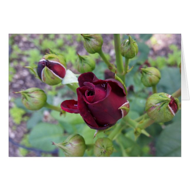 ブルゴーニュバラアフター雨 (正面横)