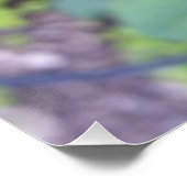 ブルゴーニュバラアフター雨 ポスター (コーナー)