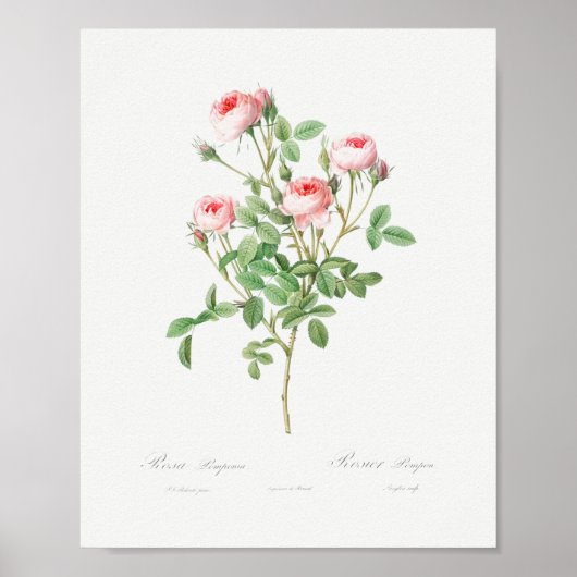 ブルゴーニュバラヴィンテージフローラピンクローズ ポスター (正面)
