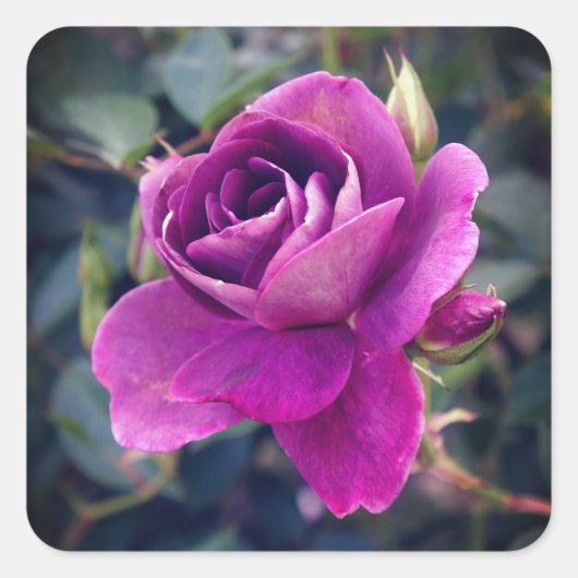 ブルゴーニュ・アイスバーグバラ#2-2シール スクエアシール (正面)