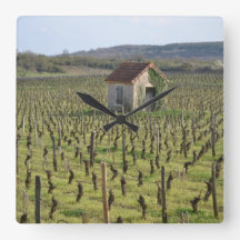 ブルゴーニュ・フランスのブドウ畑