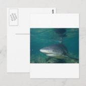 ブルシャーク ポストカード (正面/裏面)