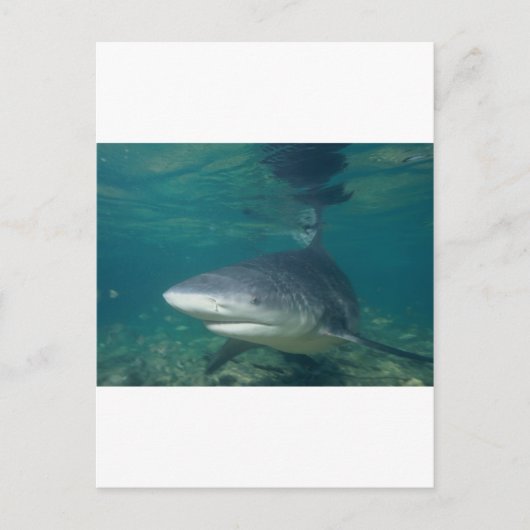 ブルシャーク ポストカード (正面)