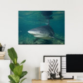 ブルシャーク – Carcharhinus leucas ポスター (ホームオフィス)