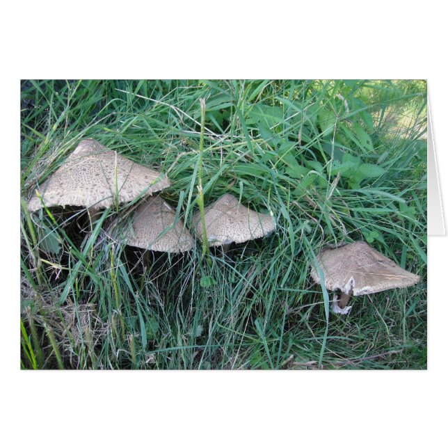 ブルシュカルテヴィエピルツヒュッテ (正面横)