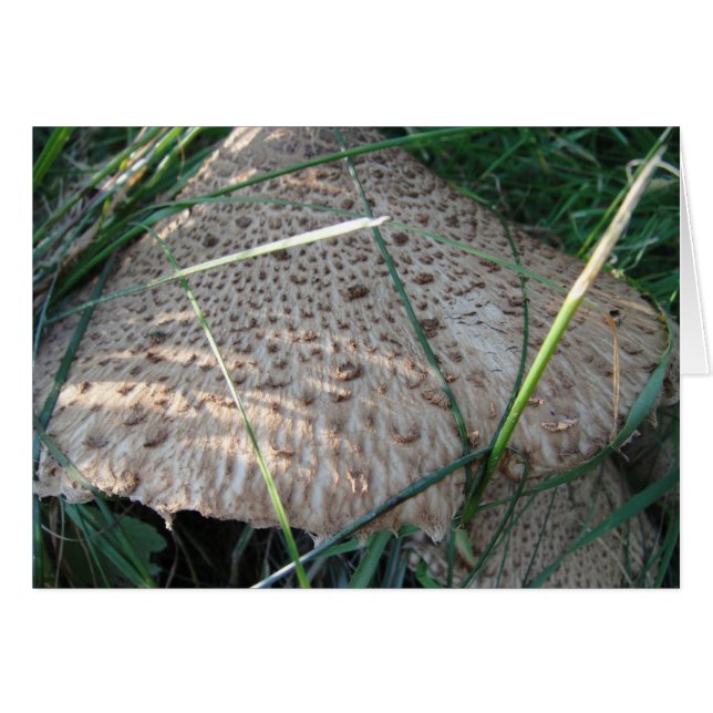 ブルシュカルテ・ジェムスターター・ピルズハット・ブランコ (正面横)