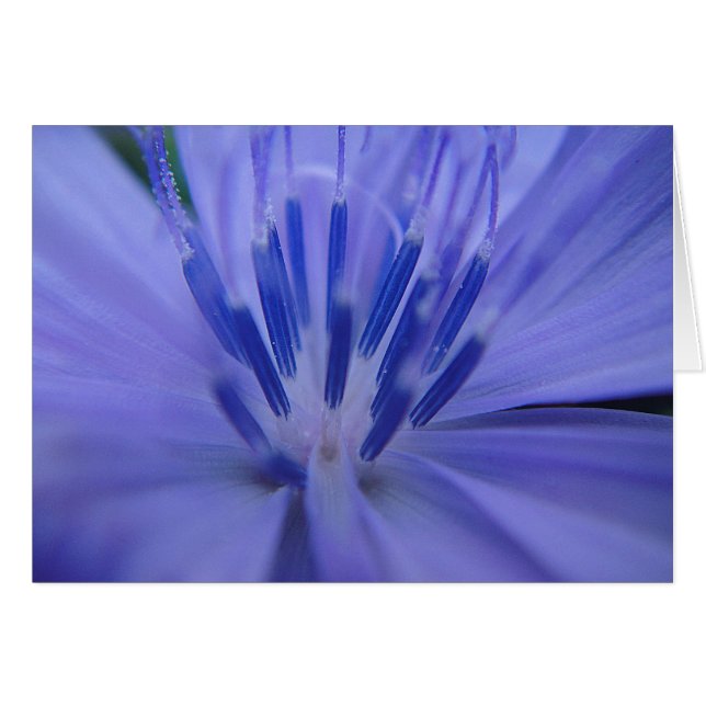 ブルシュカルテ・ブルーエ・ブリュテンミッテ・ブランコ (正面横)