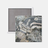 ブルスネーク(Pitophis catenifer sayi) マグネット (正面/裏面)