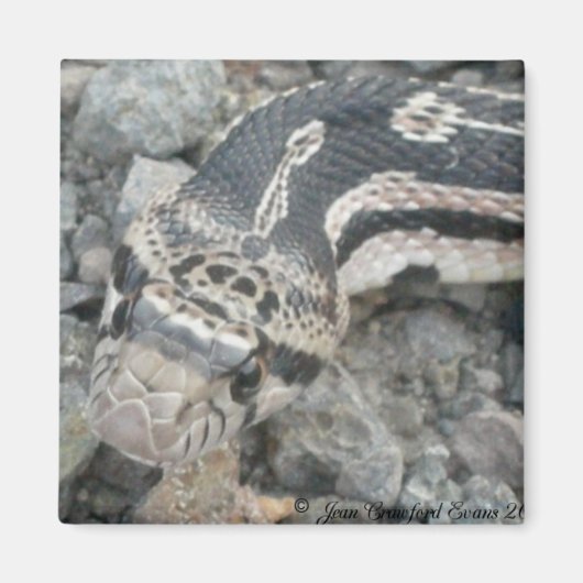 ブルスネーク(Pitophis catenifer sayi) マグネット (正面)