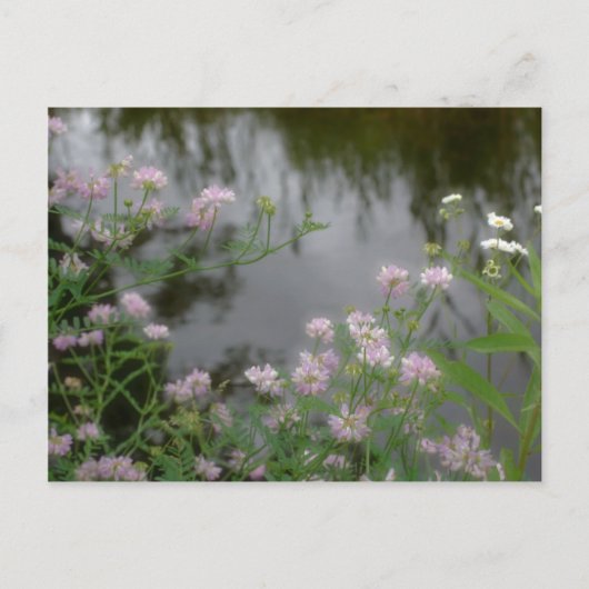 ブルックの近くのピンクのワイルドフラワーズ自然 ポストカード (正面)