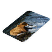 ブルックスの鮭を捕まえるアラスカグリズリー マグネット (左側)