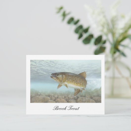 ブルックトラウトの絵はがき ポストカード (スタンド正面)