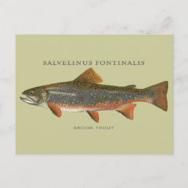 ブルックトラウト魚釣り ポストカード