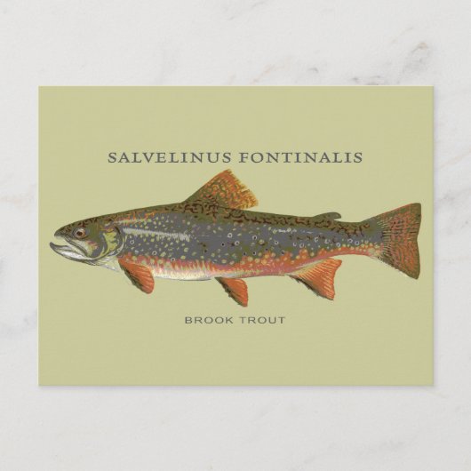 ブルックトラウト魚釣り ポストカード (正面)