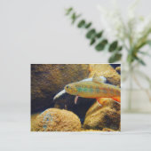 ブルックマス ポストカード (スタンド正面)