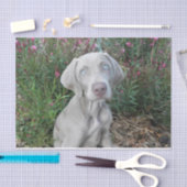 ブルックリンズガーデンパーティーワイマラナードッグ  薄葉紙 (クラフト)