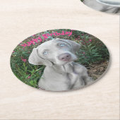 ブルックリンズ誕生日ガーデンパーティーワイマラナードッグ  ラウンドペーパーコースター (アングル)