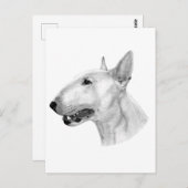 ブルテリアペンシルスケッチ ポストカード (正面/裏面)