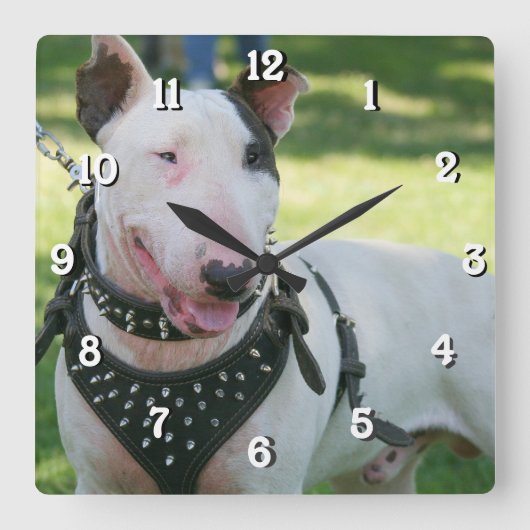 ブルテリア犬の正方形の時計 スクエア壁時計 (正面)