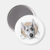 ブルテリア（アメリカ）が大騒ぎ マグネット (正面/裏面)