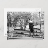 ブルテリア ポストカード (正面/裏面)