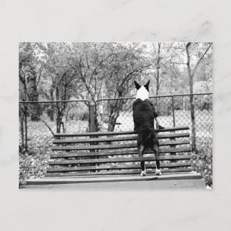 ブルテリア ポストカード